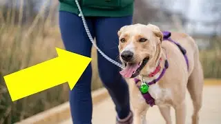 You're Walking with Your Dog All WRONG!