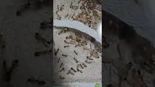Camponotus maculatus | ModernLine Nest L | Antbaron