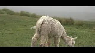Construcci&oacute;n  de cobertizo  y gesti&oacute;n  de 50 alpacas y 50 ovejas