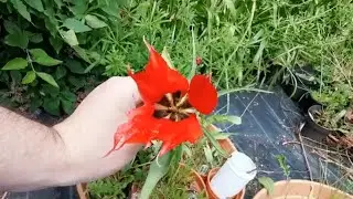 Tulipa hoogiana, a stunning red species tulip for the garden-and sorry for posting the video so late