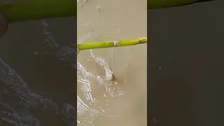 Amazing Hook Fishing #shorts #fishing #viral #trending #hookfishing