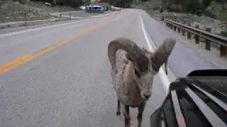 INSANE! WAIT FOR IT AT 1:21 Bighorn RAM NAILS Toyota 4Runner : 