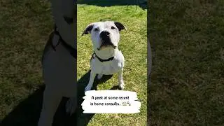 A Peek At Some Recent In-Home Dog Consults | Play, Side Position Training & Handler Skills