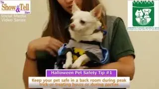 Social Media Video Series: Halloween Pet Safety - Tip 1