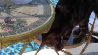 Bengal Cat Poolside Dining