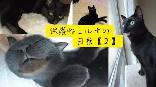 保護猫ルナの日常【2】ルナちゃんのかわいいをまとめました！
