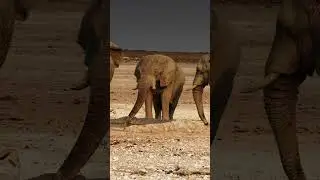 🐘 Love in the Time of Drought 💔