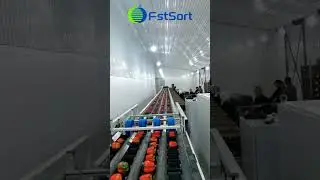 4 lane bell pepper weight sorting line vegetable sorting packaging machine capsicum sorter grader