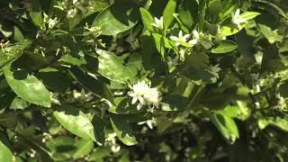 Georgia&rsquo;s Citrus Industry Gets Support from UGA