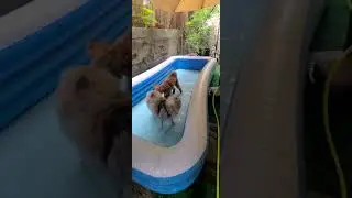 So far, ginger likes the water, but it's only a puddle