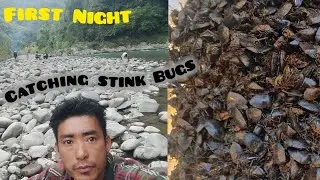 Catching stink Bugs At Night//Black stink bugs season //Phek Tizu river