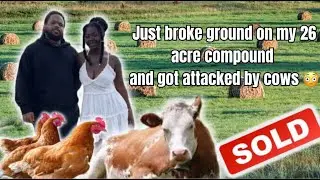 Начало строительства нашего 26-акрового комплекса: коровы взбесились! 🐄