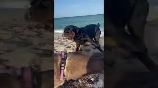 PUPPIES EXPLORE MIAMI BEACH! #dog #shorts #shortvideo