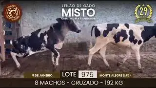 Lote: 975