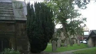 Irish Yew - Taxus baccata 'fastigiata' / Trees