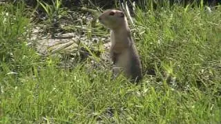 Richardson's Ground Squirrel (Sciuridae: Urocitellus/Spermophilus richardsoni)