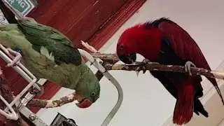 Birds parent lover is live!