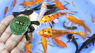 Turtle Axolotl Ping Pong Goldfish Catfish Koi Fish Suckermouth Guppy Animals Video