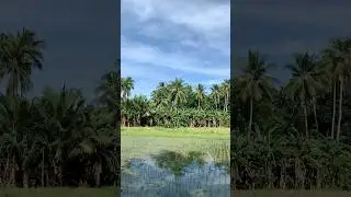 Buhay probinsya #🌴🌱simpleliving#ricefieldview