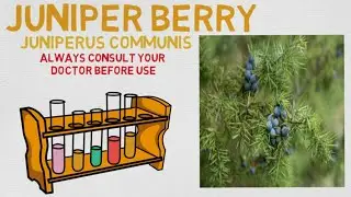 Essential Oil Breakdown: Juniper Berry Oil! Benefits, Uses, and History (Aromatherapy)