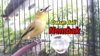 Pleci Dakun Bali Nembak