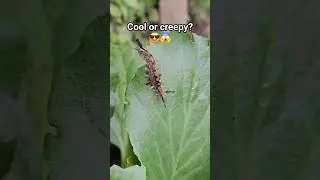 The rusty tussock moth caterpillar (Orgyia antiqua) 😎😱🤔 #nature #moth