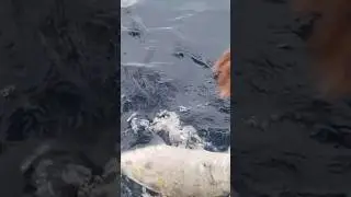 grabe! Napaka Lapad Ng Golden Trevally Ang Laki Nito