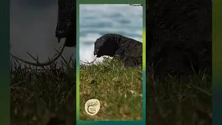 Beach encounter with a curious Goanna - Yuin Country #naturedocumentary #lizard #australianwildlife