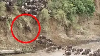 Masai Mara River Crossing Migration Crossing of Wildebeest Across the Crocodile-Infested Mara River 