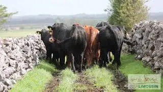 Limousin Suckler Farm 2020