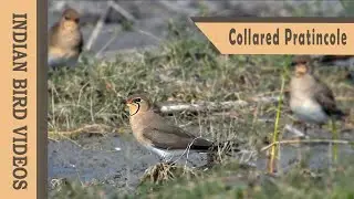 The Collared Pratincole (Glareola pratincola)