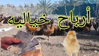 تربيه دجاج فيومي:ارباحي في تربيه دجاج