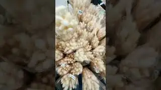 DRY BUNNY TAIL 😻 (IMPORT)