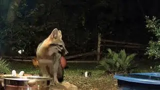Fox Parents And Fox Kits Nov 18 2024