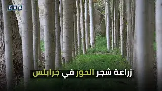 تنتشر زراعة شجر الحور بشكلٍ واسع في جرابلس حيث تعتمد مئات الأسر على هذه الزراعة كمصدر مهم للدخل