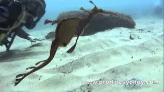 PRO DIVE - Magic Point