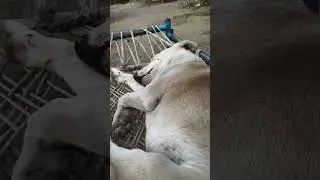 Sonal Rawal is live! cute#Labrador#black#cute#Princy#family dog#🦮