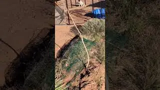 Arizona off grid desert homestead Moringa tree experiment Sam wise