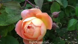 LADY EMMA HAMILTON ROSE REVIEW | THE RIGHT ROSES | DAVID AUSTIN 2005