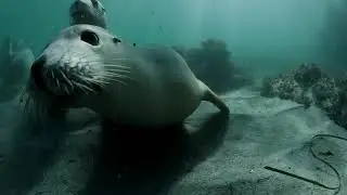 At one of the remaining Australian sea lion colonies, I got to share a beautiful moment || #shorts