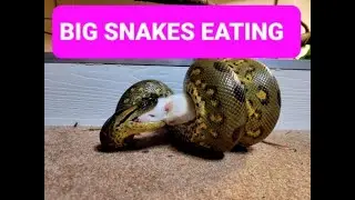 Feeding BIG SNAKES ,  ANACONDA , Argentine BOA  , GHOST, BOA CONSTRICTOR
