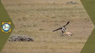 Swift Fox Dodges Prairie Falcon