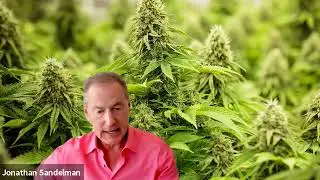 How Ayr Wellness' Jonathan Sandelman is Growing a Powerhouse Cannabis Company