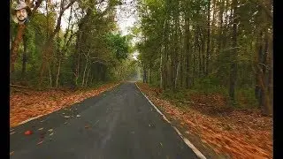 Beauty Of Road Through Forest.