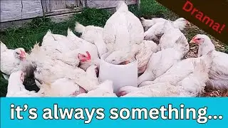 Overcoming Challenges: A Tale of Meat Chickens