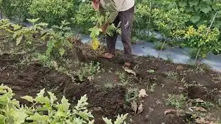 TRADITIONAL GENIUS: HOW FARMERS REMOVE EGGPLANT PLANTS EASILY WITHOUT TOOLS - Agriculture Farming