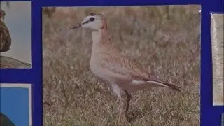 Bird lovers flock to Mountain Plover Festival