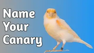 Music Inspired Names For Canaries: Over 50 Name Ideas!