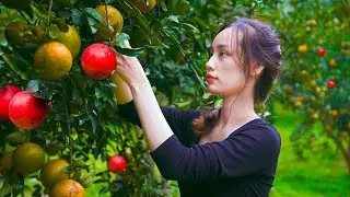 The struggling life of a 19-year-old single mother : Harvest ORANGES Garden In The Field - L&yacute; Thị Ca