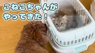 ６歳のトイプードルと４歳の女の子のお家にペルシャ猫ちゃん（チンチラゴールデン）がやってきた！トイプーとペルシャのおかげです